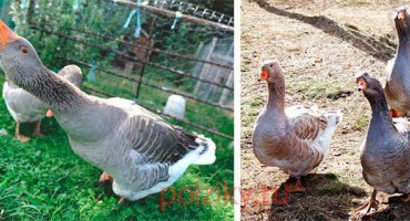 Kolik hus by mělo být ponecháno na jeden kus a co ovlivňuje počet